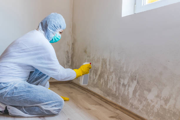 Mold Remediation specialist working in Brighton
