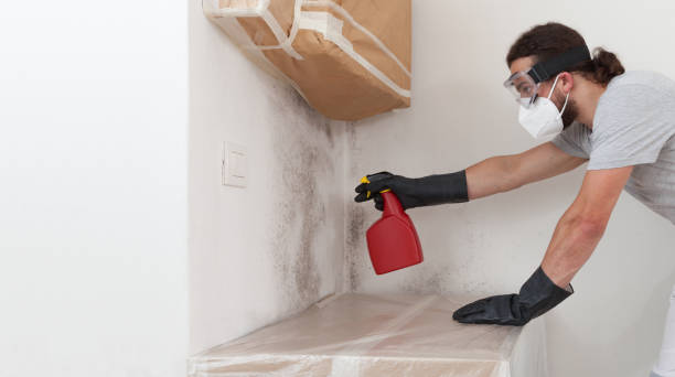 Basement Mold Remediation treatment on basement walls in Brighton